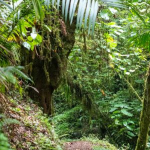 Trilha Guiada no Parque Nacional da Tijuca
