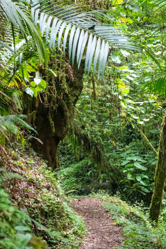 Trilha Guiada no Parque Nacional da Tijuca